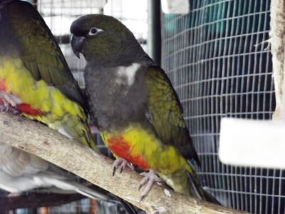 Conure Patagonian
