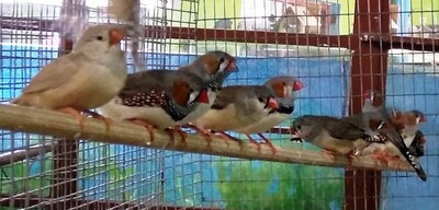 Finches Zebra