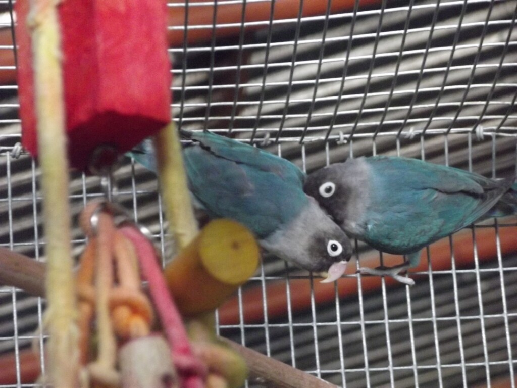 Lovebirds