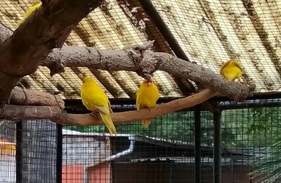 Parakeet Kakariki