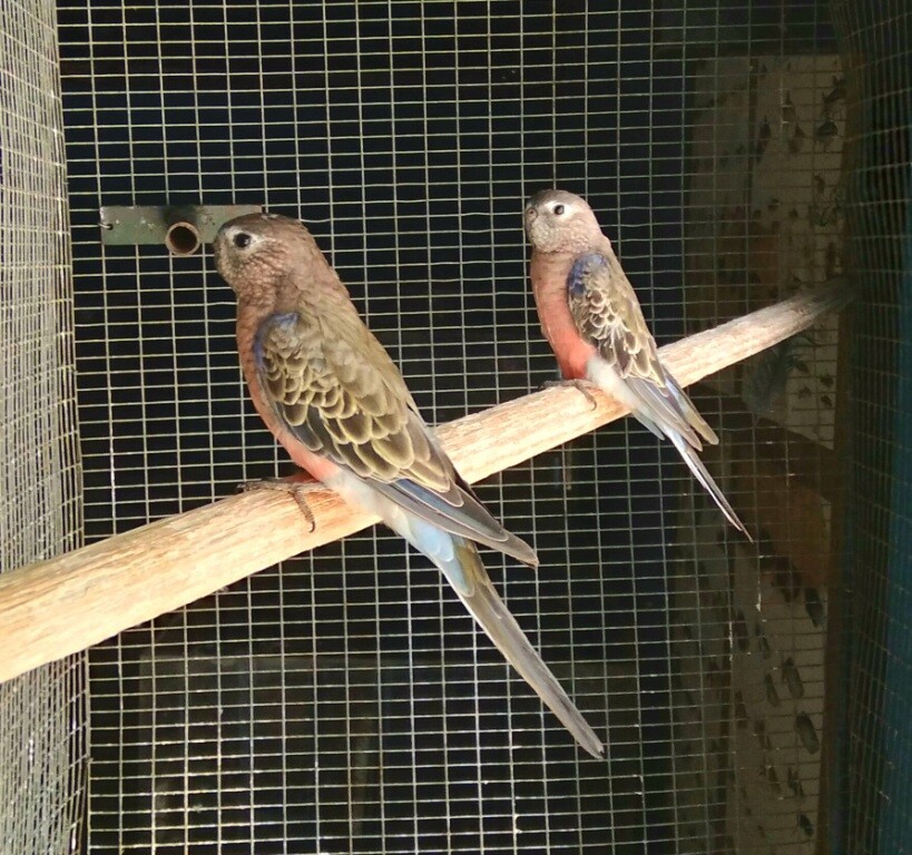Parakeet Bourke&#39;s