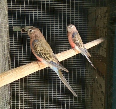 Parakeet Bourke&#39;s