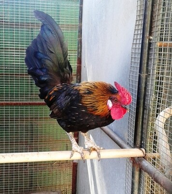 Chicken Bantams