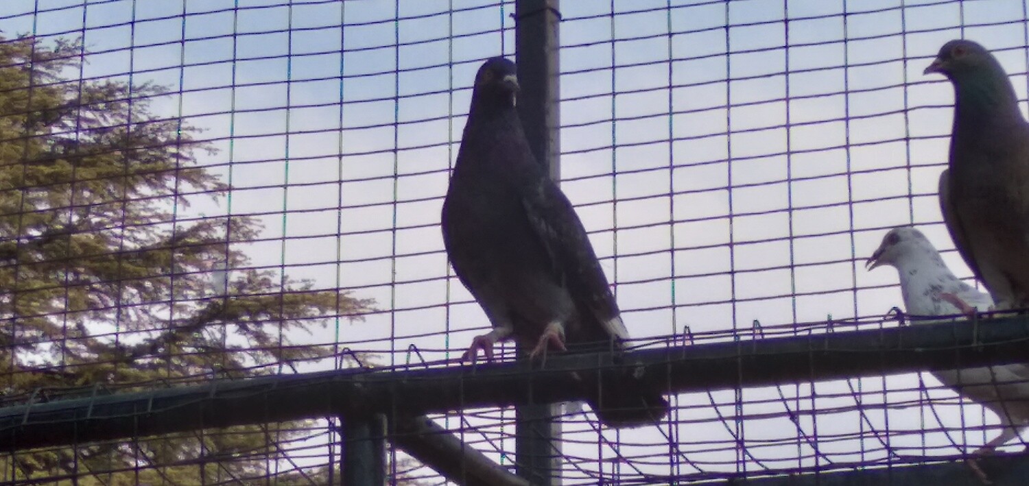 Pigeons