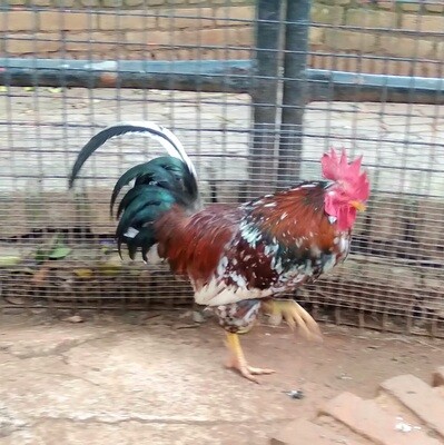 Chicken Rooster
