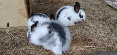 Rabbits Angora