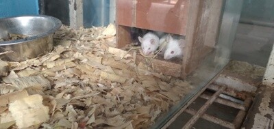 Mice