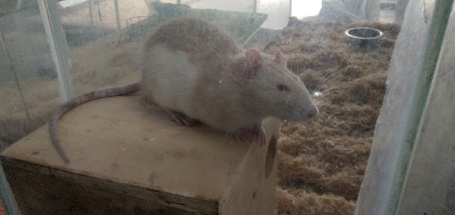 Rats