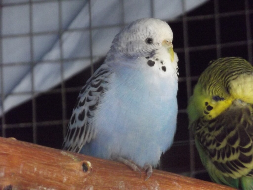 Budgie