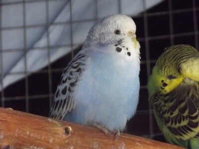 Budgie