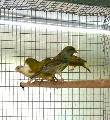 Canaries