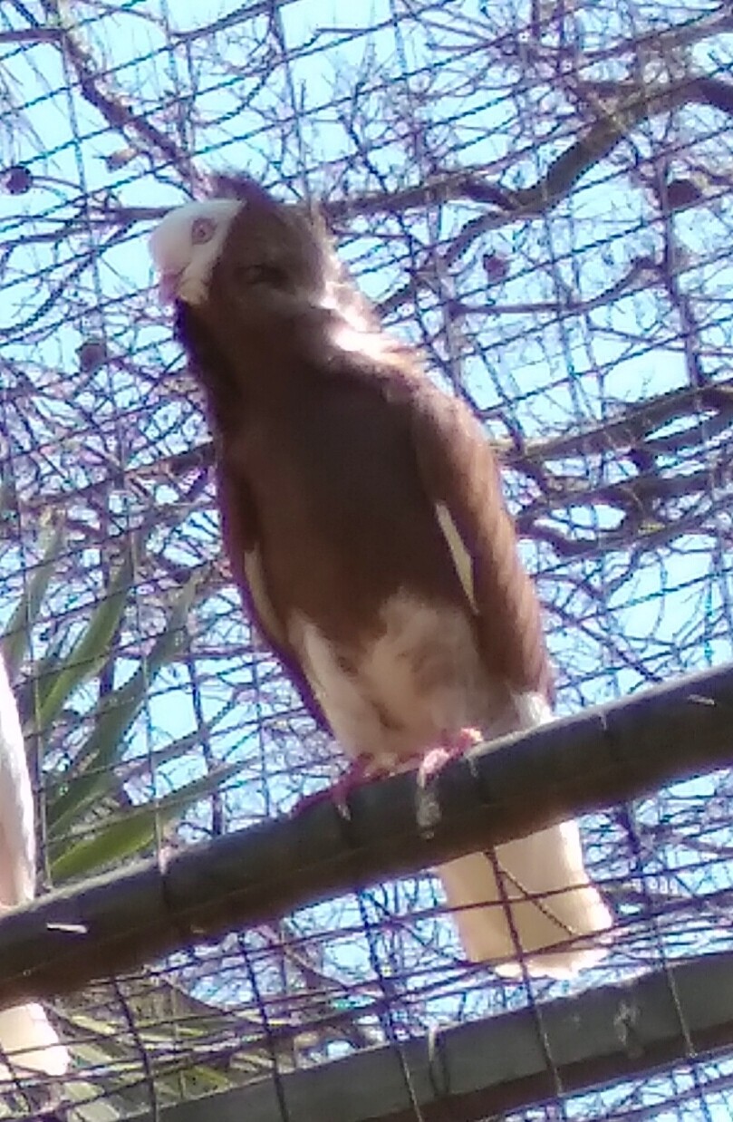 Pigeon Old Dutch Capuchine