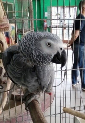 Parrot African Grey