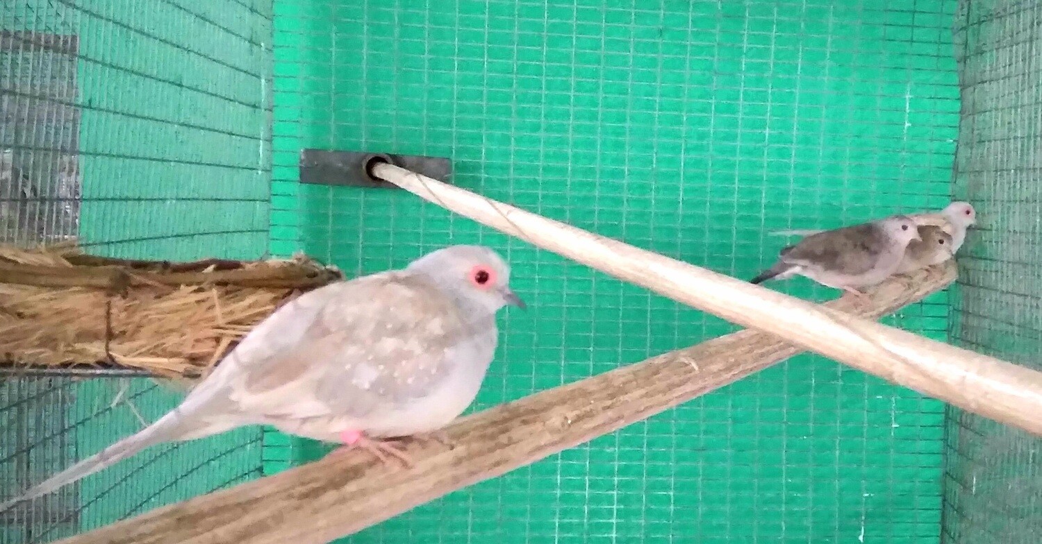 Doves Brilliant Diamond
