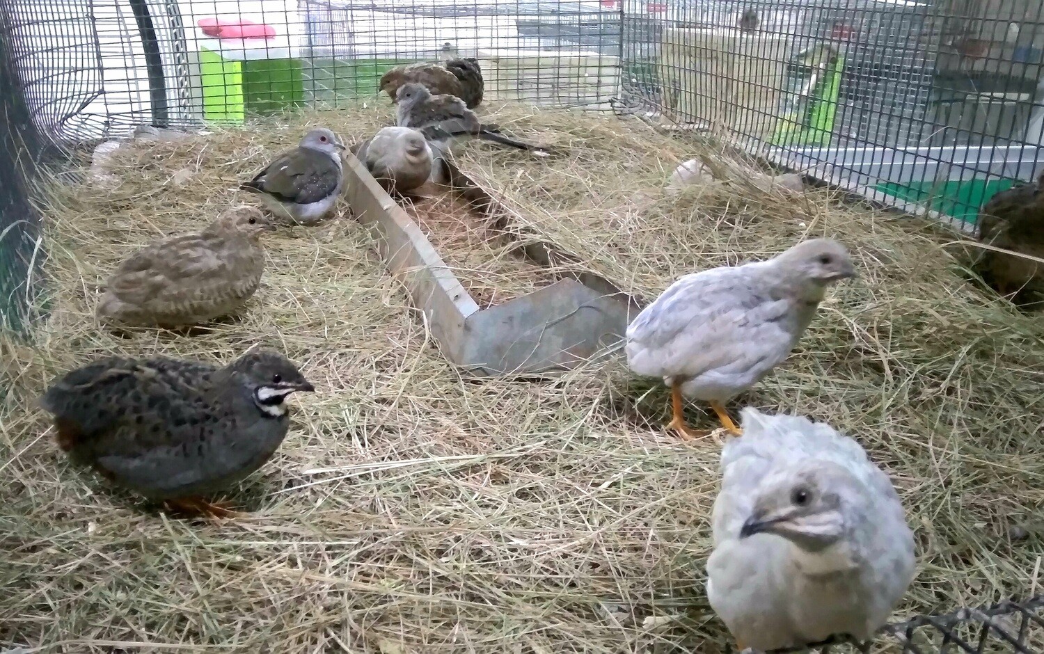 Quail Chinese Painted