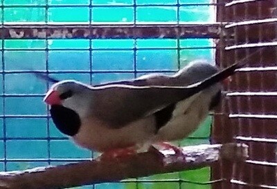 Finch Grass