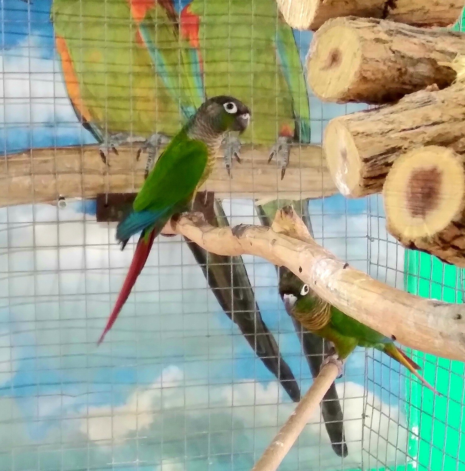 Conure Green-cheecked