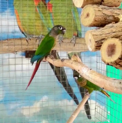 Conure Green-cheecked