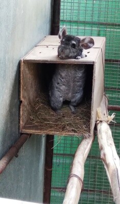 Chinchillas