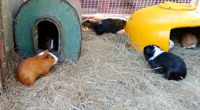 Guinea Pigs