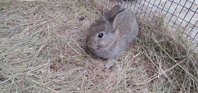 Rabbits