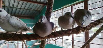 Doves Lemon