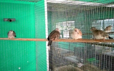 Doves Pygmy