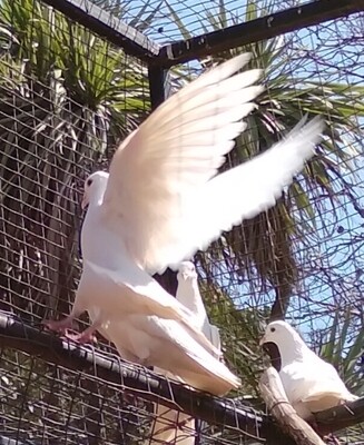 Pigeon White