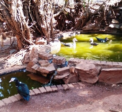 Ducks - Muscovy (Makou)