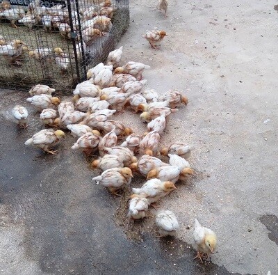 Chicken Lohmann Brown Chicks