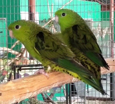 Parakeet Lineolated