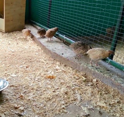 Quails Rain