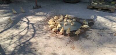 Ducklings Pekin