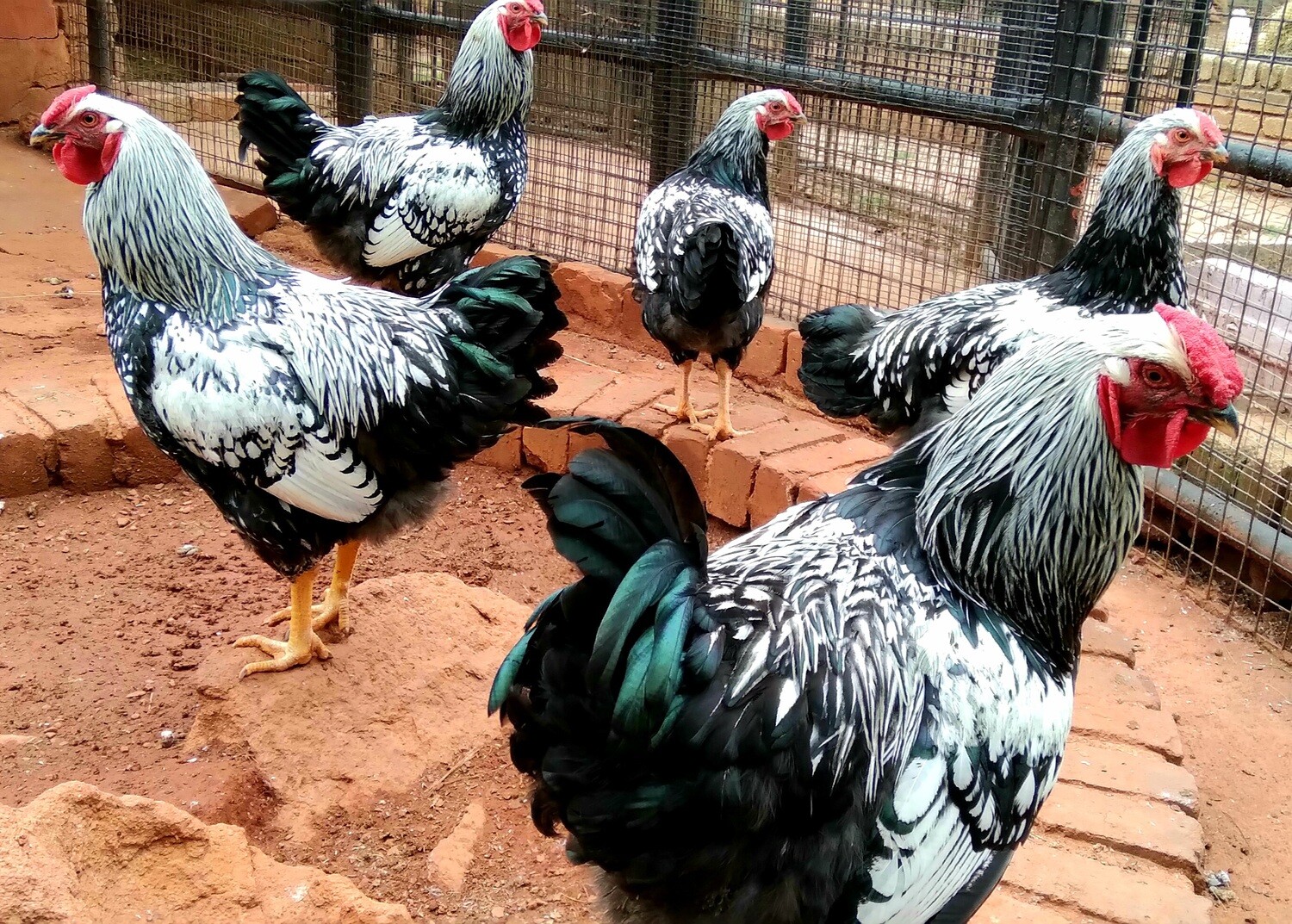 Chicken Silver-Laced Wyandotte Roosters