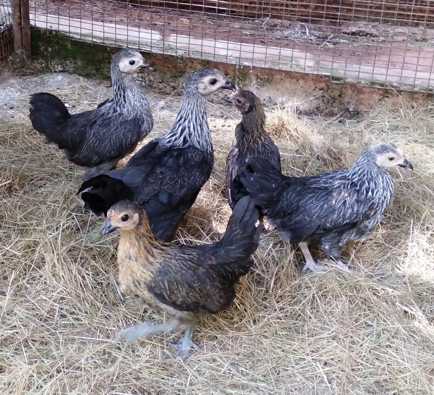 Bantam Hens