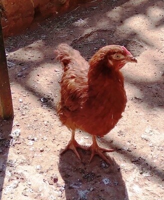 Chicken Rhode Island Red Hens