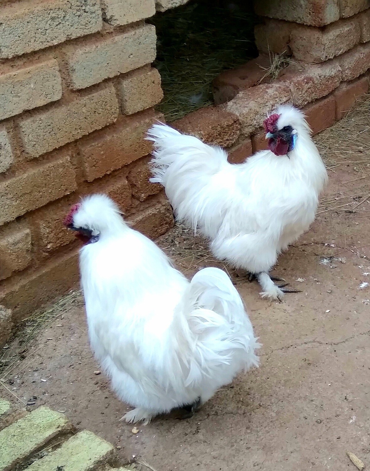 Chicken Silkie Roosters Chicken Silkie Roosters