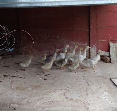 Goslings