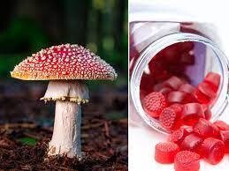 Stile Psilocin (Magic Mushroom) Microdose Gummies - .75mg/Gummy - 20ct. Jar