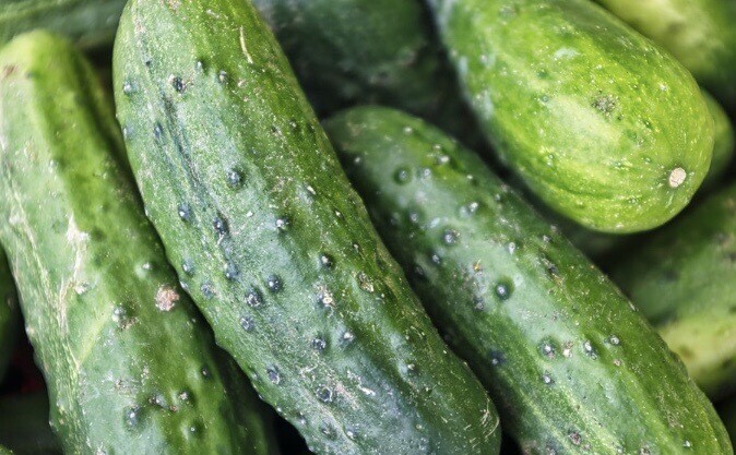 Cucumber