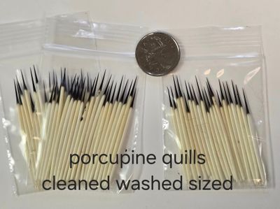 Porcupine Quills Washed, Matched 1.5 - 2&quot; 20 Per Bag 