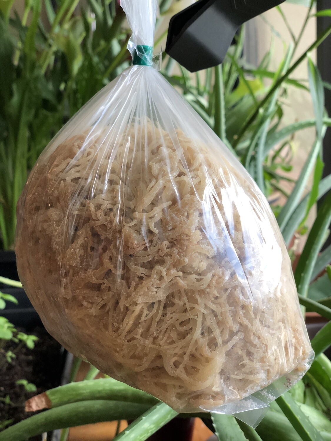 8 oz Sea Moss (Raw Ocean Harvested)