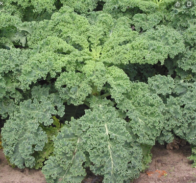 Kale  (Sold per 225 grams )