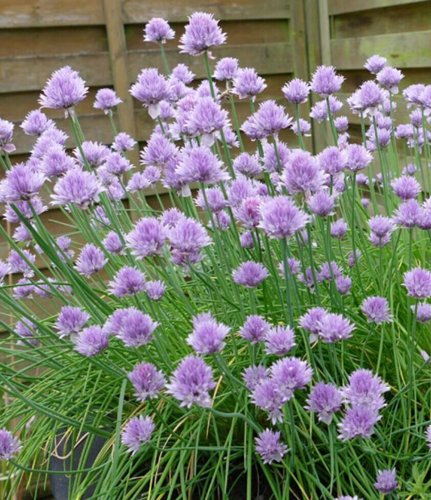 Chives Weight: 20 grams