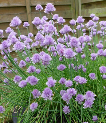 Chives Weight: 20 grams