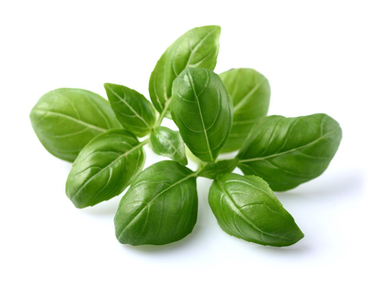 Basil 20 grams