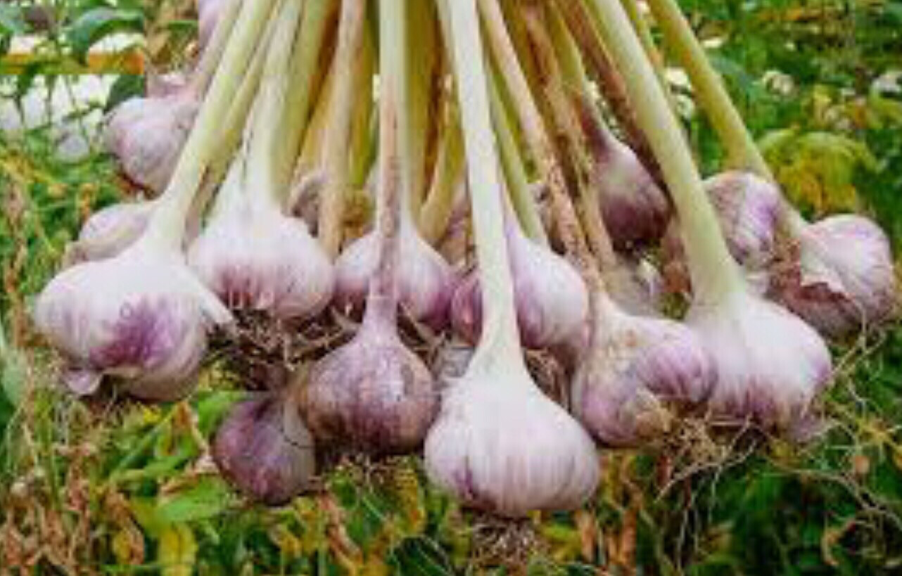 Garlic-Hard Neck Uncured(Per Bulb)