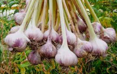 Garlic-Hard Neck Uncured(Per Bulb)