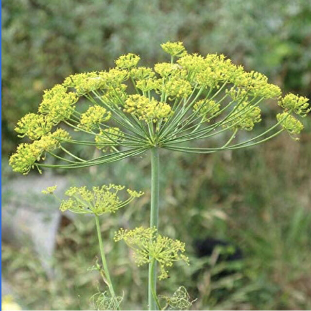 Dill Bunches