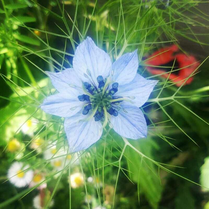 Nigella &quot;Love in a Mist&quot;